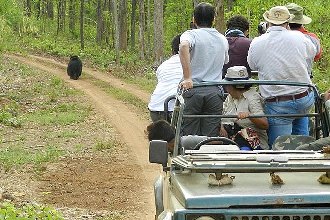 Following the sloth bear in Nagzira
